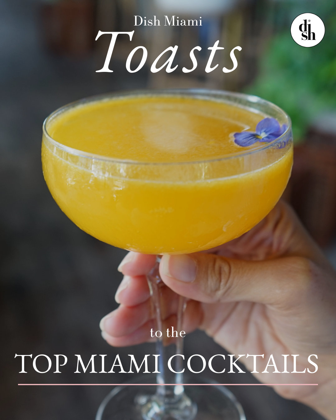 Dish Miami carousel mockup featuring a coupe glass cocktail with purple flower garnish